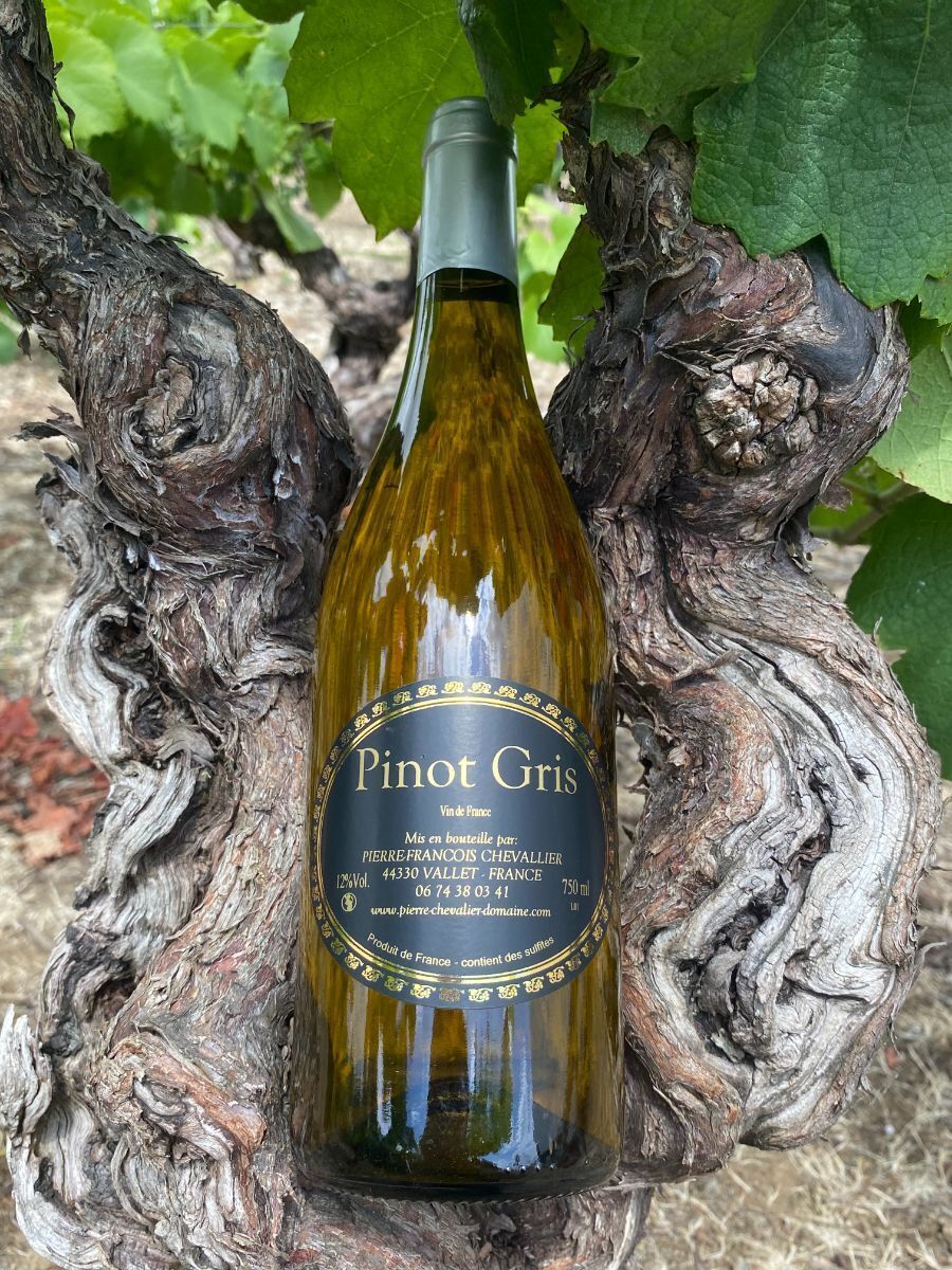 Pinot Gris.JPG